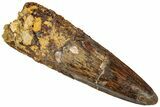 Fossil Spinosaurus Tooth - Real Dinosaur Tooth #312945-1